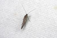 Scythris tenuivittella