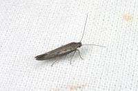 Scythris tenuivittella