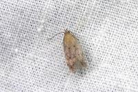 Stomopteryx