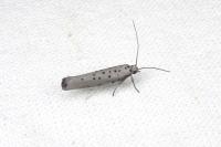 Yponomeuta sedella