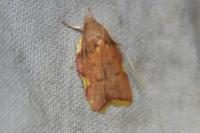 Carcina quercana