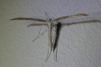 Emmelina monodactyla