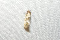 Neocochylis molliculana