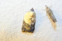 Acleris variegana