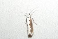 Ethmia bipunctella