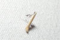 Aspilapteryx tringipennella