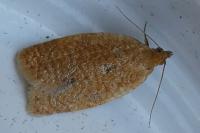 Clepsis consimilana