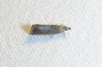 Dichrorampha acuminatana