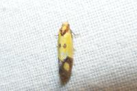 Agapeta zoegana