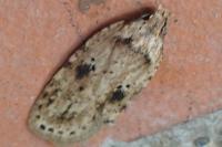 Agonopterix arenella