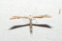 Emmelina monodactyla