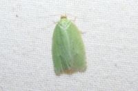 Tortrix viridana