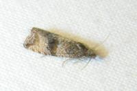 Celypha striana