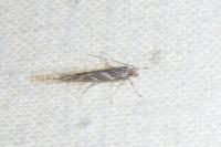 Pyroderces argyrogrammos