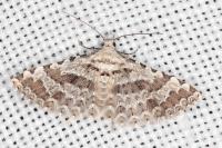 Alucita palodactyla