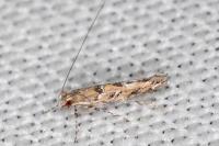 Acrocercops brongniardella