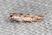 Acrocercops brongniardella