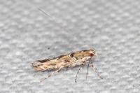 Acrocercops brongniardella