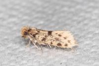 Eumasia parietariella