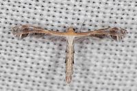 Stangeia siceliota
