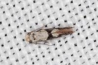 Infurcitinea atrifasciella