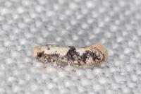 Infurcitinea atrifasciella