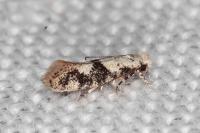 Infurcitinea atrifasciella