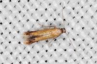 Coptotriche marginea