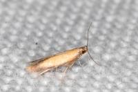 Coptotriche marginea