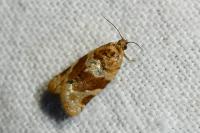 Argyrotaenia ljungiana