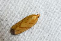 Clepsis pallidana