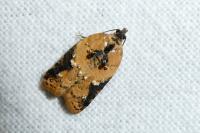 Acleris variegana