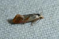 Falseuncaria degreyana