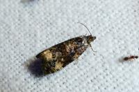 Endothenia gr. gentianaeana