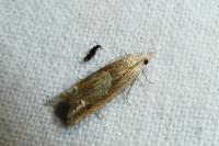 Eucosma
