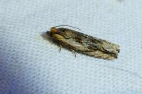 Eucosma