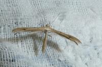 Stenoptilia
