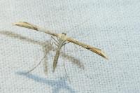 Emmelina monodactyla