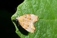 Choreutis nemorana