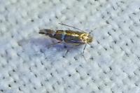 Phyllonorycter