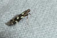 Calybites phasianipennella