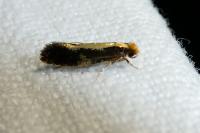 Monopis obviella