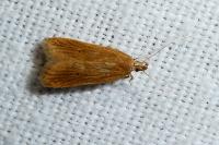 Helcystogramma