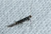 Parectopa ononidis