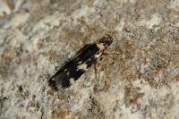 Oegoconia novimundi