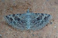 Alucita hexadactyla
