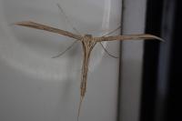 Emmelina monodactyla