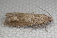 Pelochrista caecimaculana