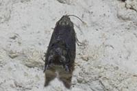 Cydia fagiglandana/splendana