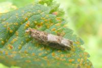 Crocidosema plebejana